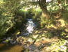Image: The stream running through the Millennium Green