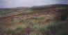Moorland on the Pennine Way west of Oxenhope