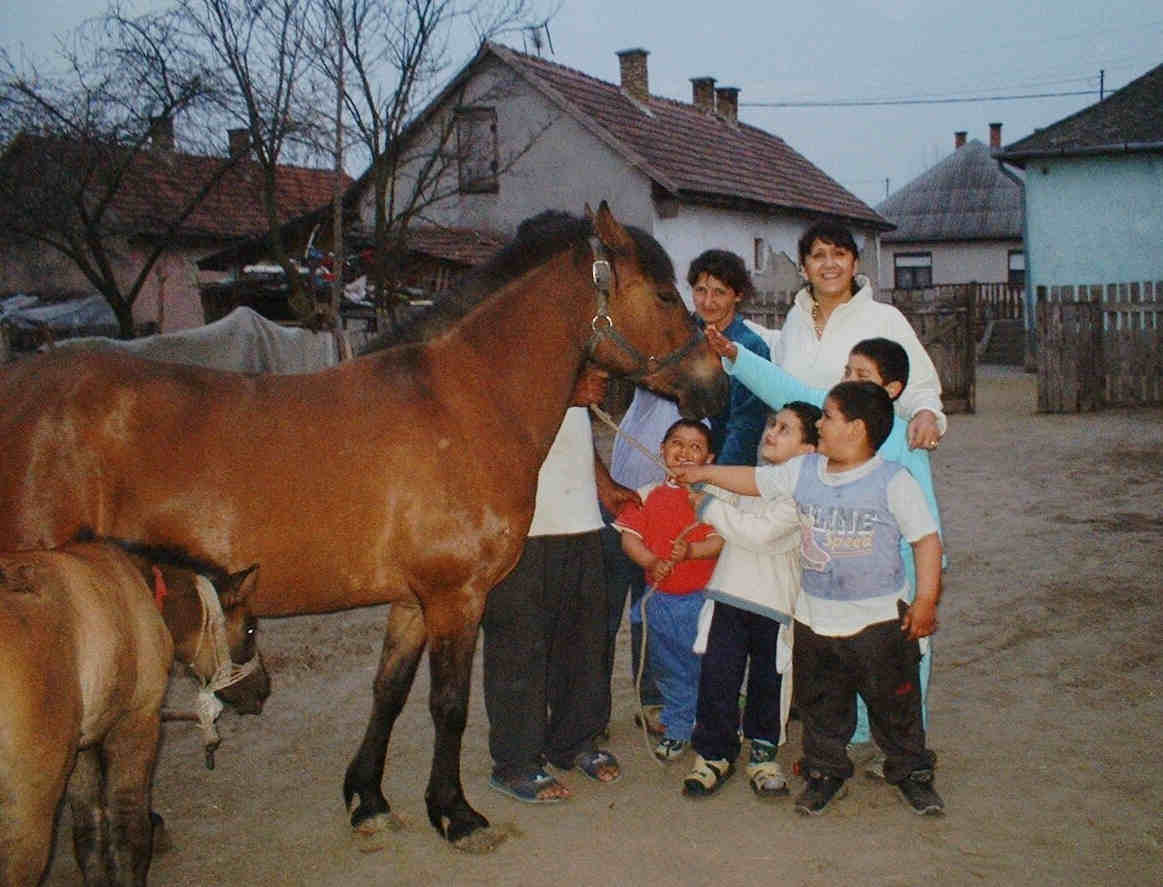 New birth of a horse